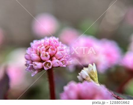 小さなヒメツルソバの花のクローズアップ 小さなヒメツルソバの花のクローズアップ 128801662