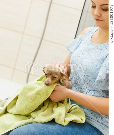 Woman drying dog after bath Woman drying dog after bath 128801975