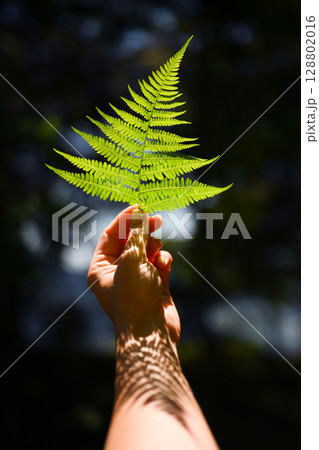 Girl holding young green fern leaf in bright sun 128802016