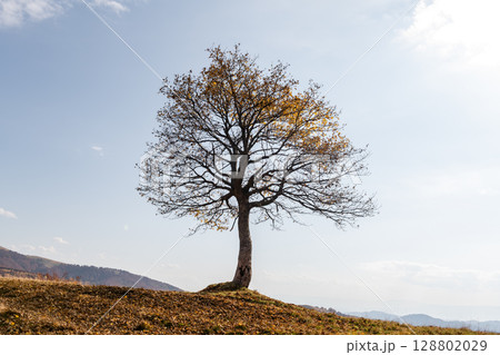 Lonely tree with orange leaves at autumn mountain valley 128802029