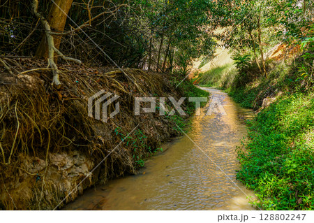 Shaded Stream Trail Through Lush Greenery at Ham Tien Canyon, Vietnam Scenic Nature Path 128802247