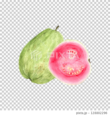Whole green guava fruit with pink slice. Hand painted textured watercolor composition isolated on white. Perfect for summer cards, label, eco-friendly packaging, kitchen decor, tropical fruit branding Whole green guava fruit with pink slice. Hand painted textured watercolor composition isolated on white. Perfect for summer cards, label, eco-friendly packaging, kitchen decor, tropical fruit branding 128802296