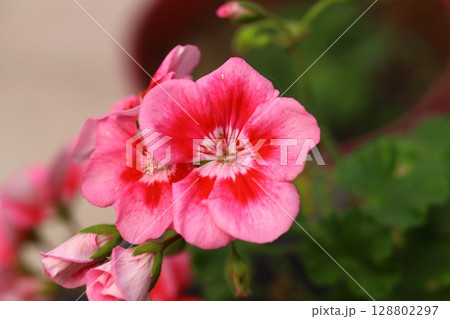 Beautiful Flowers Blooming In The Garden, Bodrum Turkey . Macro Photography. Beautiful Flowers Blooming In The Garden, Bodrum Turkey . Macro Photography. 128802297