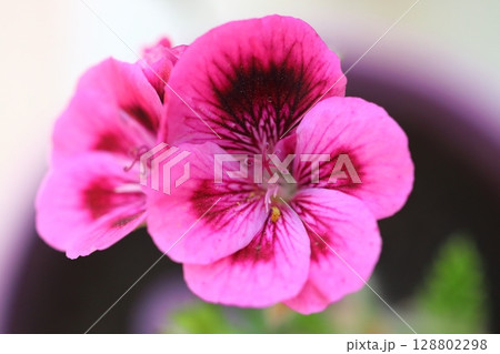 Beautiful Flowers Blooming In The Garden, Bodrum Turkey	. Macro Photography. 128802298