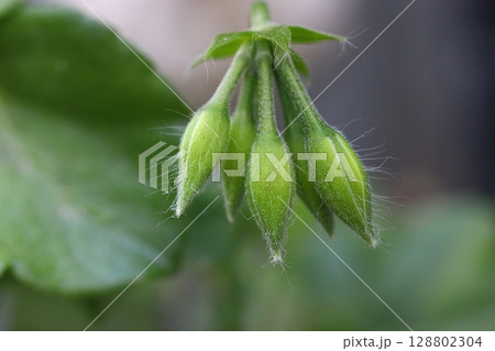 Beautiful Flowers Blooming In The Garden, Bodrum Turkey	. Macro Photography. 128802304