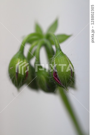 Beautiful Flowers Blooming In The Garden, Bodrum Turkey	. Macro Photography. 128802305