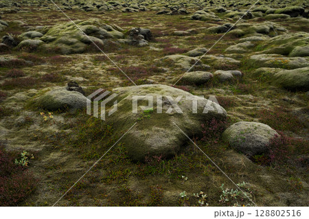 Lava field in Iceland covered with thick moss and low vegetation. Concept of fragile ecosystems, biodiversity, environmental purity, geological history and untouched Earth. 128802516