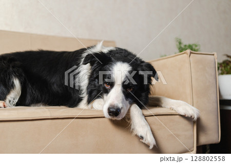 Cute puppy dog border collie lying down playing with funny face on couch at home indoors. Pet dog resting ready to sleep on cozy sofa. Funny emotional dog Love for pets friendship companion pet care Cute puppy dog border collie lying down playing with funny face on couch at home indoors. Pet dog resting ready to sleep on cozy sofa. Funny emotional dog Love for pets friendship companion pet care 128802558