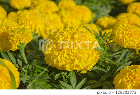 Close-up of Bright Yellow Marigold Flower in the Garden. Bright Yellow Marigolds bloom in the sunlight. Vibrant Nature background. 128802772