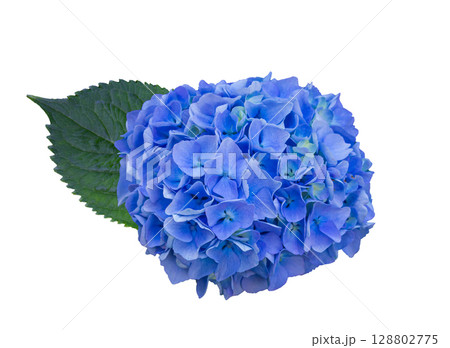 Inflorescence of the Blue tenderly flowers of Hydrangea with green leave isolated on white background with clipping path. Floral design element for cards, invitations, posters. 128802775