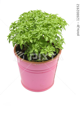 Green basil in pink pot isolated on white Green basil in pink pot isolated on white 128802932
