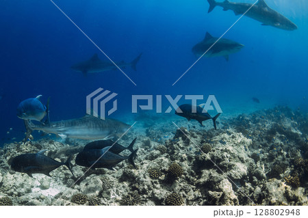 Group of Tiger sharks swims underwater in ocean. Sharks in Maldives 128802948