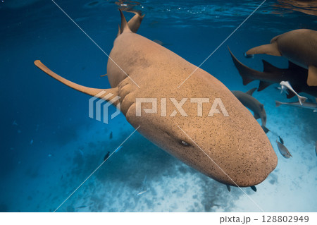 Close up view of Nurse shark swim in blue ocean. 128802949