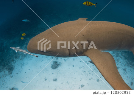 Nurse shark close up underwater, aquatic life in tropical sea. Nurse shark close up underwater, aquatic life in tropical sea. 128802952