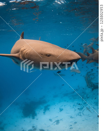 Nurse shark underwater in tropical sea. Oceanic life in Maldives 128802953