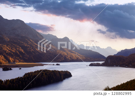 Aerial shot of Lake Sils in autumn with orange larch forest 128802995