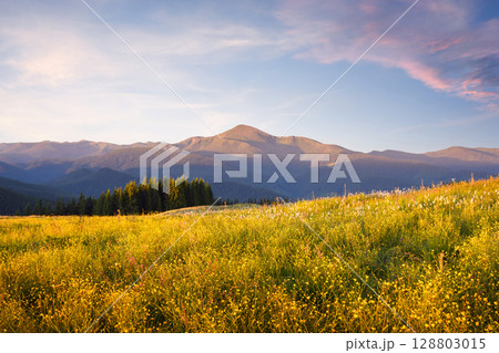 Blooming yellow flowers in the summer mountains Blooming yellow flowers in the summer mountains 128803015