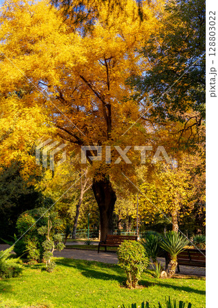 Public park in Tbilisi during autumn. Beautiful autumn landscape 128803022