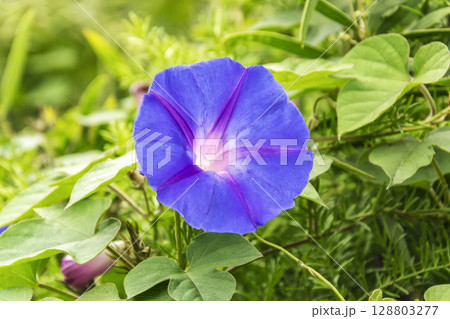 Purple flower morning Glory, close-up and blurred background 128803277