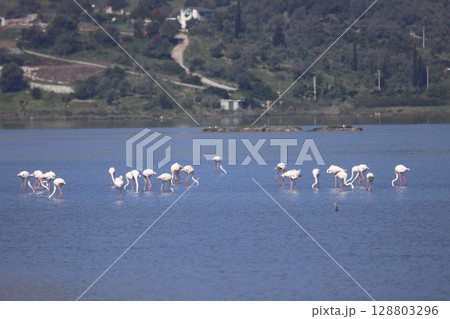 Flamingos Fed In The Wetland in bodrum turkey. Migrating flamingos feed in shallow water. 128803296