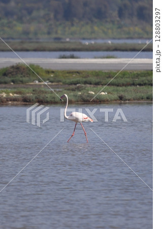Flamingos Fed In The Wetland in bodrum turkey. Migrating flamingos feed in shallow water. 128803297