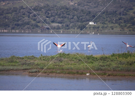 Flamingos Fed In The Wetland in bodrum turkey. Migrating flamingos feed in shallow water. 128803300
