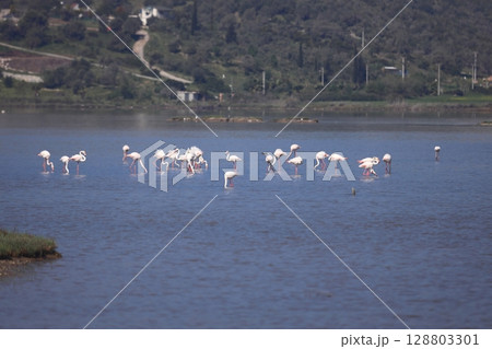 Flamingos Fed In The Wetland in bodrum turkey. Migrating flamingos feed in shallow water. Flamingos Fed In The Wetland in bodrum turkey. Migrating flamingos feed in shallow water. 128803301