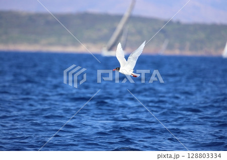 Closeup of a Black-Headed Gull, Chroicocephalus ridibundus flying over a sea. Adult winter plumage 128803334