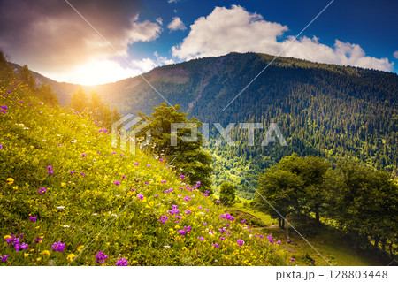 views of the alpine meadows 128803448