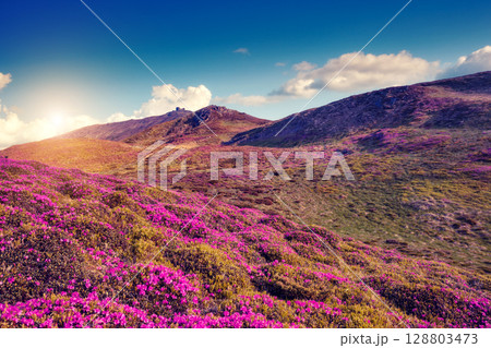 Fantastic pink flowers Fantastic pink flowers 128803473