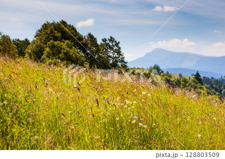 Summer landscape in mountains Summer landscape in mountains 128803509