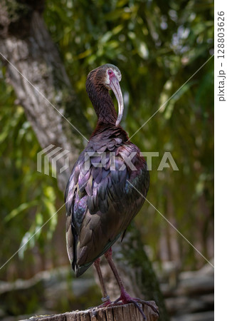 White-faced Ibis (Plegadis chihi) sitting White-faced Ibis (Plegadis chihi) sitting 128803626