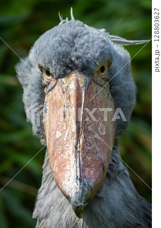 A shoebill stork standing surrounded by plants and waiting. A shoebill stork standing surrounded by plants and waiting. 128803627