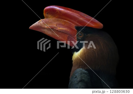 Rufous hornbill  also known as the Philippine hornbill. 128803630