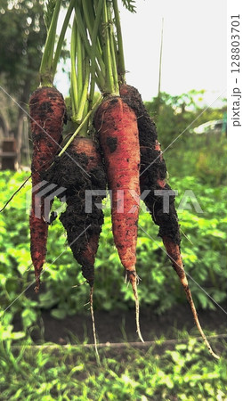 Homegrown Carrots with Tops, Picking Vegetables by Hand, Farm Fresh Produce in the Sunlight, From Garden to Kitchen Table, Real Natural Food, Veggie Harvest Close Up, Outdoor Gardening Results 128803701