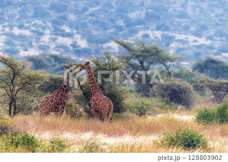 Reticulated Giraffe in the Samburu National Reserve 128803902