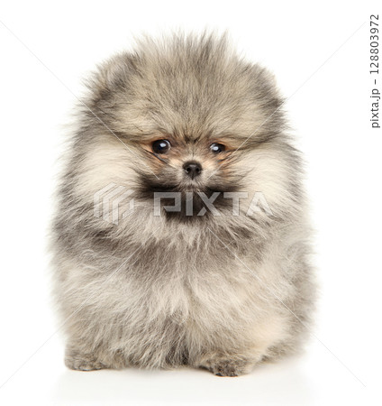 Charming Fluffy Pomeranian Puppy With Gentle Expression 128803972