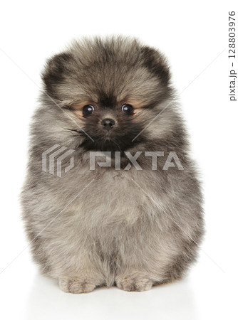 Cute Fluffy Pomeranian Puppy Sitting With Curious Gaze Cute Fluffy Pomeranian Puppy Sitting With Curious Gaze 128803976