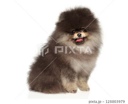 Happy Fluffy Pomeranian Puppy Sitting With Playful Grin Happy Fluffy Pomeranian Puppy Sitting With Playful Grin 128803979