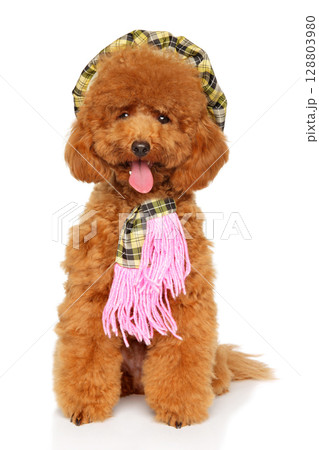 Cute poodle dog in plaid beret and pink scarf Cute poodle dog in plaid beret and pink scarf 128803980