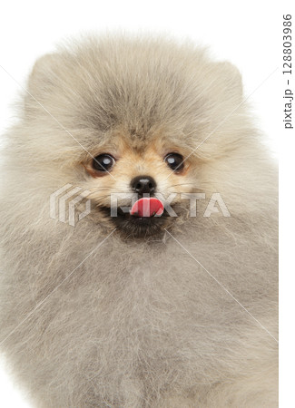 Fluffy young Pomeranian puppy with tongue out 128803986
