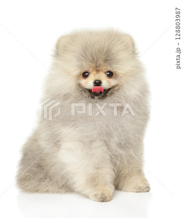 Cheerful Fluffy Pomeranian Puppy Sitting With Joyful Expression 128803987