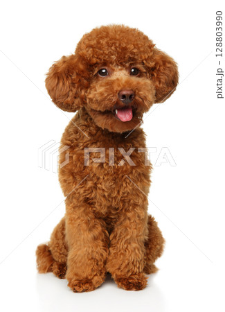 Adorable Red Toy Poodle Puppy With Happy Sitting Pose 128803990