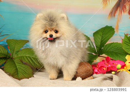 Adorable Fluffy Pomeranian Puppy Posing With Tropical Vibes 128803991