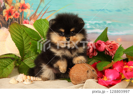 Playful Fluffy Pomeranian Puppy With Tropical Beach Delight Playful Fluffy Pomeranian Puppy With Tropical Beach Delight 128803997