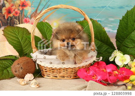 Adorable Fluffy Pomeranian Puppy Nestled In Wicker Basket Adorable Fluffy Pomeranian Puppy Nestled In Wicker Basket 128803998