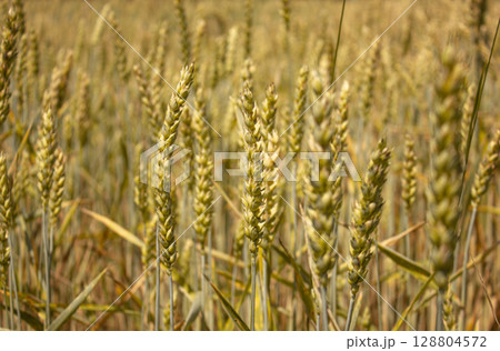 Rural scenery. Background of ripening Ears of Wheat field. Crops field. Selective focus. Field landscape. Close-up of wheat growing outdoors. Rural scenery. Background of ripening Ears of Wheat field. Crops field. Selective focus. Field landscape. Close-up of wheat growing outdoors. 128804572