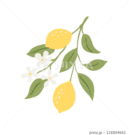 Vector drawing lemon tree branch with fruits,flowers and green leaves isolated at white background 128804662