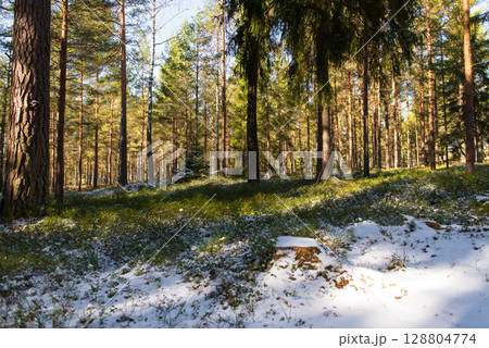 Spring Forest After Snowfall. A serene spring forest landscape after a sudden snowfall. Spring Forest After Snowfall. A serene spring forest landscape after a sudden snowfall. 128804774