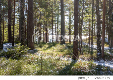 Spring Forest After Snowfall. A serene spring forest landscape after a sudden snowfall. 128804779
